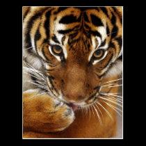 Malayan Tiger #1 postcard postcards