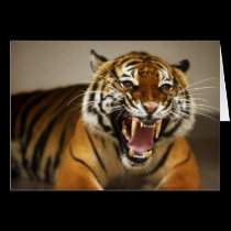 Malayan Tiger #2 card cards