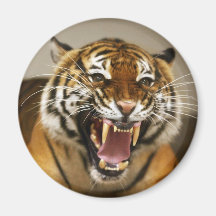 Malayan Tiger #2 magnet