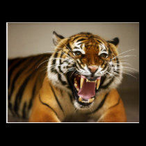 Malayan Tiger #2 postcard postcards