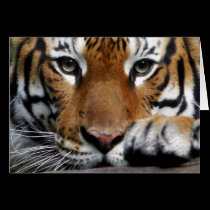 Malayan Tiger #3 card cards