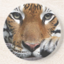 Malayan Tiger  #3 coaster coasters