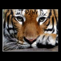 Malayan Tiger #3 postcard postcards