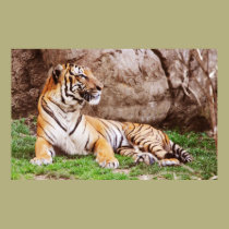 Malayan Tiger 3 posters