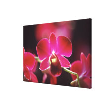 Malaysia, Orchid Stretched Canvas Prints