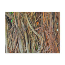 Malaysian Banyan Tree Roots Post Card