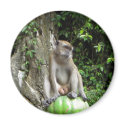 Malaysian Monkey magnets by gubanich Malaysian Monkey magnets