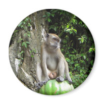 Malaysian Monkey magnets