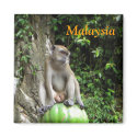 Malaysian Monkey magnets