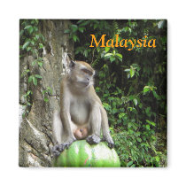 Malaysian Monkey magnets
