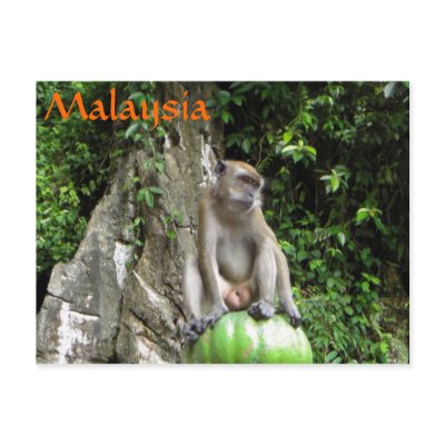 Malaysian Monkey Postcard by gubanich