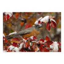 Male American Robin in Black Hawthorn