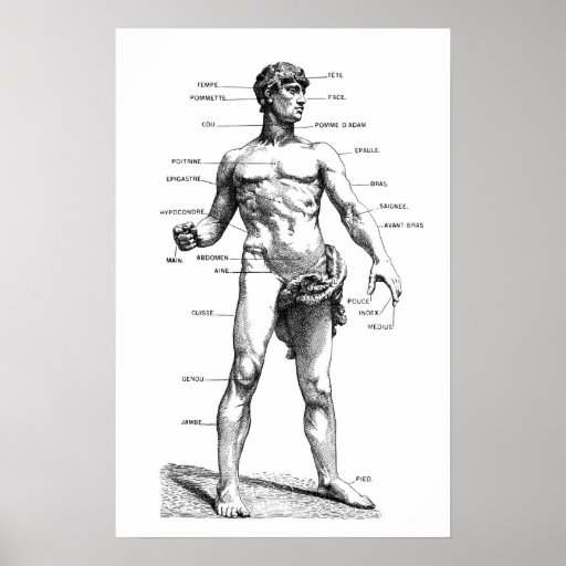 Male Anatomy - front Poster | Zazzle