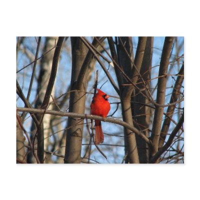 Male and female Cardinal Postcard by redogpeters