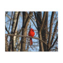 Male and female Cardinal Postcard by redogpeters Male and female Cardinal Postcard