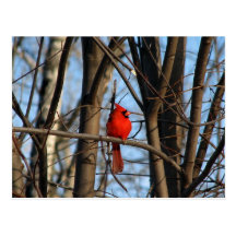 Male and female Cardinal Postcard
