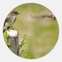 Male and Female  Eastern Phoebes Sticker