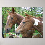 Male and Female Horse Posters