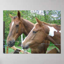 Male and Female Horse Posters