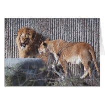 Male and female lions cards