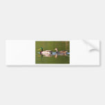Male and Female Mallard Ducks Swimming Bumper Sticker