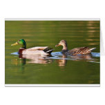 Male and Female Mallard Ducks Swimming Card