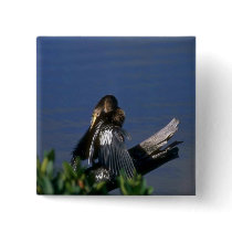 Male Anhinga, sunning Pin