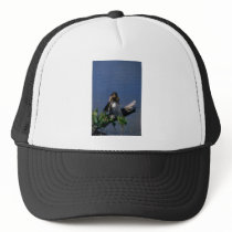 Male Anhinga, sunning Hats
