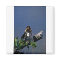 Male Anhinga, sunning Fridge Magnet