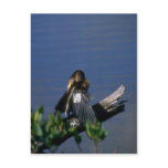 Male Anhinga, sunning Postcard