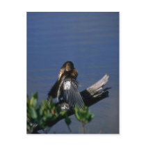 Male Anhinga, sunning Postcard