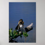 Male Anhinga, sunning posters