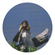 Male Anhinga, sunning Round Stickers
