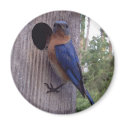 Male Bluebird Magnet by naturegirl7 Male Bluebird Magnet