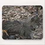 Male Bobcat mousepads
