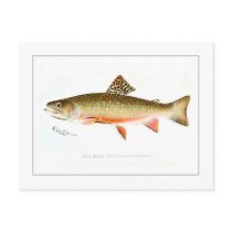 Male Brook Trout Postcard