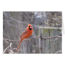 Male Cardinal