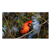 Male Cardinal 4 Business Cards