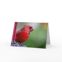 male cardinal at feeder in the Spring