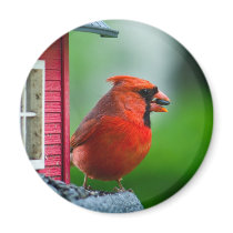 male cardinal at feeder in the Spring Refrigerator Magnets