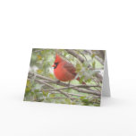 Male Cardinal Card (Blank)