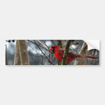 Male Cardinal Concentrating Bumper Stickers