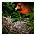 Male Cardinal Feeding Babies posters
