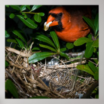 Male Cardinal Feeding Babies Print
