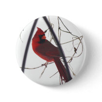 Male cardinal in snow 11 pinback button