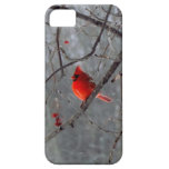 Male cardinal iPhone 5 case casemate cases
