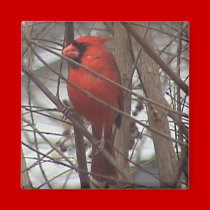 Male Cardinal Magnet