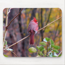 Male Cardinal Mousepad by sexycher Male Cardinal Mousepad