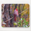 Male Cardinal Mousepad by sexycher Male Cardinal Mousepad