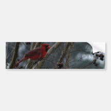 Male Cardinal Posing Pretty Bumper Sticker